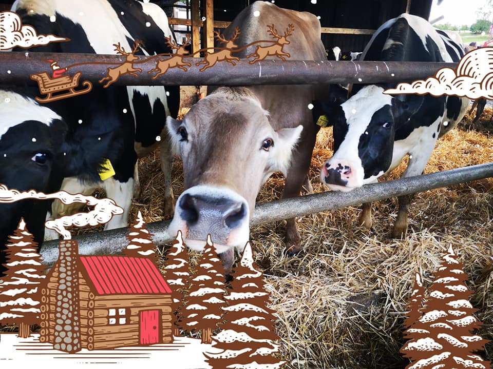 Weihnachten auf dem Weidberghof