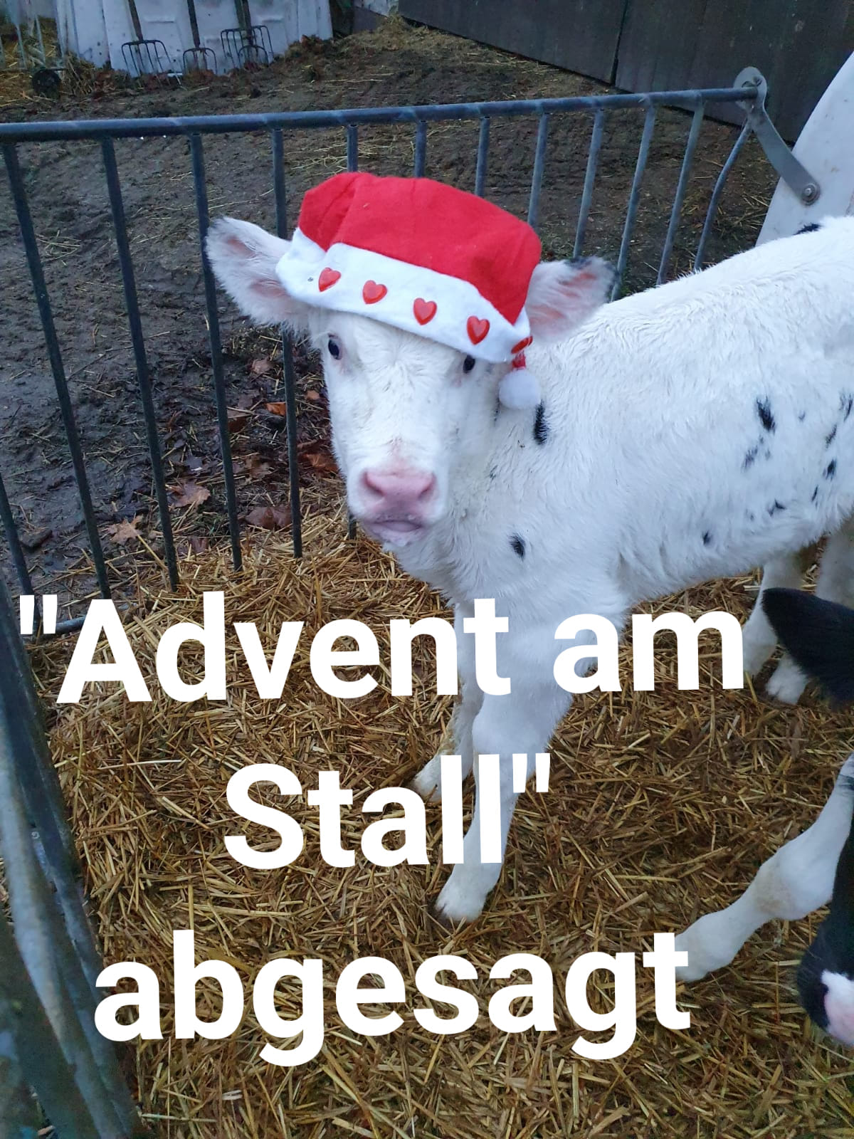 Advent am Stall abgesagt