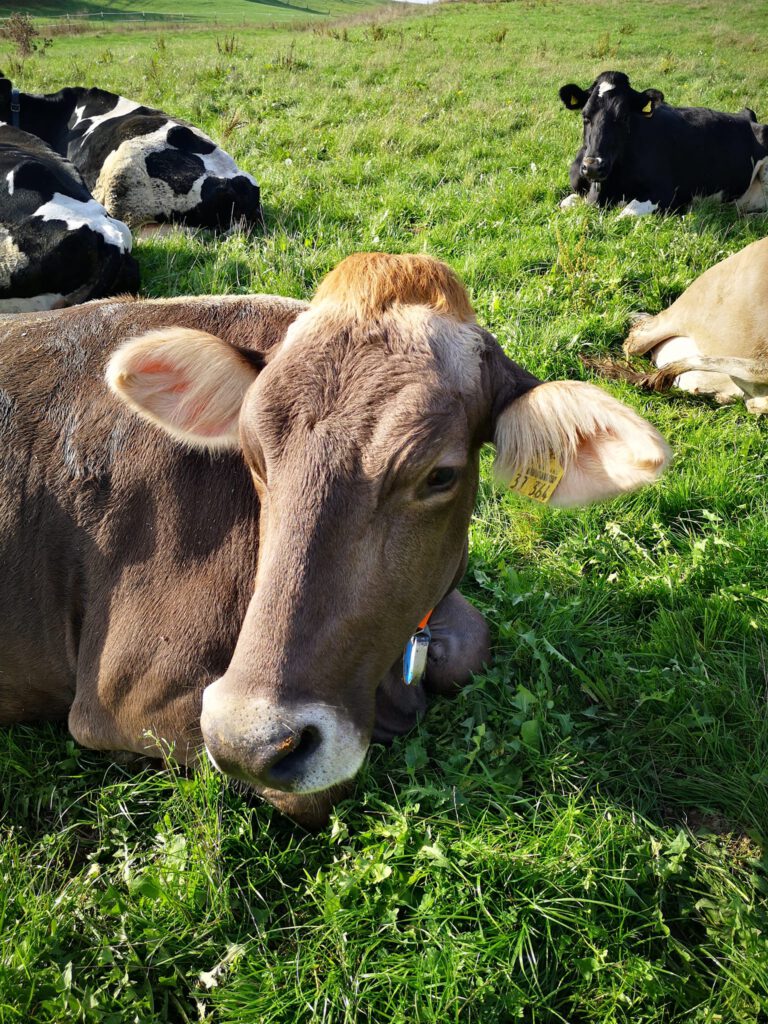 Weidberghof - Das ist Tierwohl