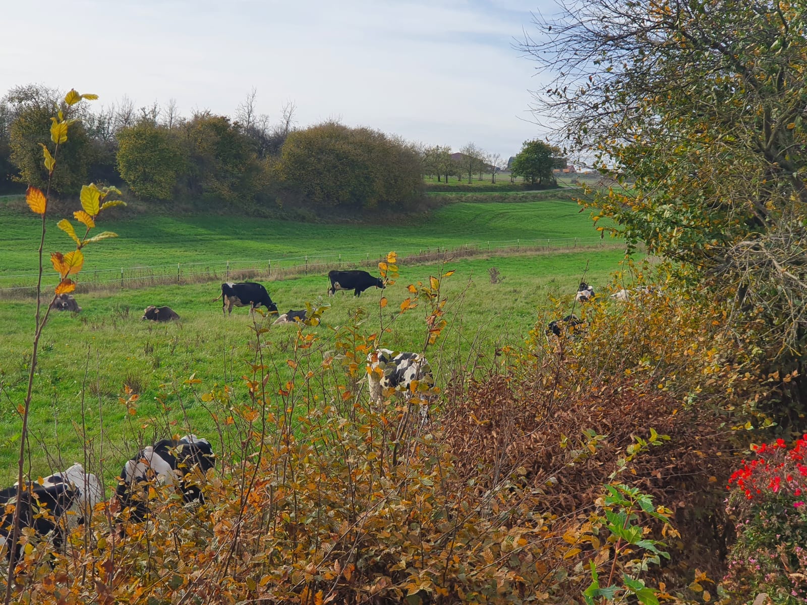 Weidberghof - Kühe auf der Weide