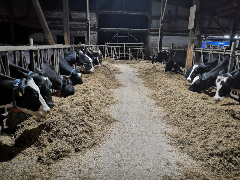 Weidberghof - Versorgte Tiere im Stall